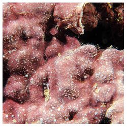http://coralmates.criobe.pf/wp-content/uploads/2020/02/Crustose-coralline-alga-photographed-in-situ_Square-250x250.jpg