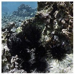 http://coralmates.criobe.pf/wp-content/uploads/2020/02/Herb_SeaUrchin_Squares-250x250.jpg