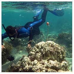 https://coralmates.criobe.pf/wp-content/uploads/2020/02/Fabio-deploying-Diadema-in-the-field_Square-250x250.jpg