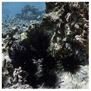 https://coralmates.criobe.pf/wp-content/uploads/2020/02/Herb_SeaUrchin_Squares-300x300.jpg