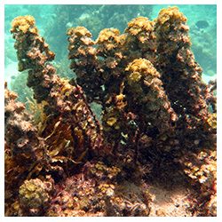 https://coralmates.criobe.pf/wp-content/uploads/2020/02/Natural-stands-of-Turbinaria-ornata-in-the-field_Squares-250x250.jpg