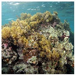 https://coralmates.criobe.pf/wp-content/uploads/2020/02/coralbommy_Squares-250x250.jpg