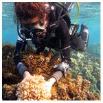https://coralmates.criobe.pf/wp-content/uploads/2020/05/Coralmates_Square_May_1-150x150.jpg