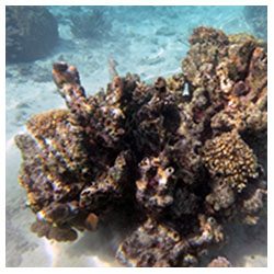 https://coralmates.criobe.pf/wp-content/uploads/2020/08/July_4_Coralmates_Squares-250x250.jpg