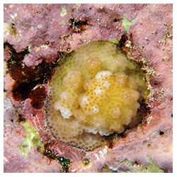 https://coralmates.criobe.pf/wp-content/uploads/2020/09/September_Photo1_Square-250x250.jpg
