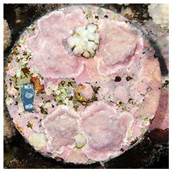 https://coralmates.criobe.pf/wp-content/uploads/2020/09/September_Photo3_Square-250x250.jpg