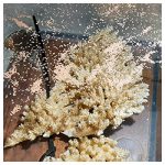 https://coralmates.criobe.pf/wp-content/uploads/2020/12/October_Photo1_Square-150x150.jpg