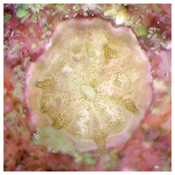https://coralmates.criobe.pf/wp-content/uploads/2022/05/May2022_Photo3_square-250x250.jpg