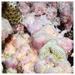 https://coralmates.criobe.pf/wp-content/uploads/2023/04/News_Apr2023_sq-150x150.jpg