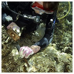 https://coralmates.criobe.pf/wp-content/uploads/2023/04/News_March2023_CCAbacteria_2-sq-250x250.jpg