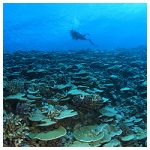 https://coralmates.criobe.pf/wp-content/uploads/2023/06/CoralMates_June2023_photo1sq-150x150.jpg