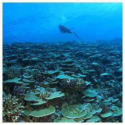 https://coralmates.criobe.pf/wp-content/uploads/2023/06/CoralMates_June2023_photo1sq-250x250.jpg