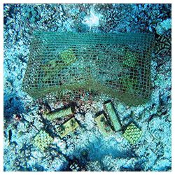 https://coralmates.criobe.pf/wp-content/uploads/2024/06/News-June2024_Photo2sq-250x250.jpg
