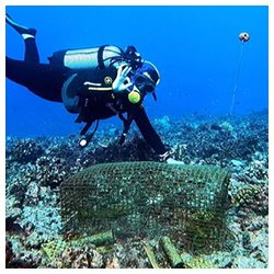 https://coralmates.criobe.pf/wp-content/uploads/2024/06/News-June2024_Photo3sq-250x250.jpg