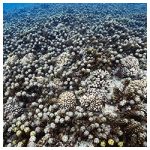 https://coralmates.criobe.pf/wp-content/uploads/2024/06/Photo_Mecatur-sq2-150x150.jpg