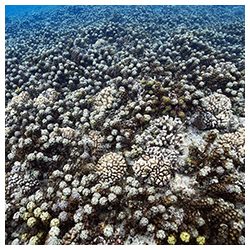 https://coralmates.criobe.pf/wp-content/uploads/2024/06/Photo_Mecatur-sq2-250x250.jpg