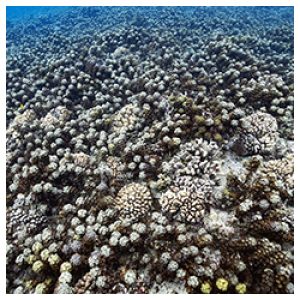 https://coralmates.criobe.pf/wp-content/uploads/2024/06/Photo_Mecatur-sq2-300x300.jpg