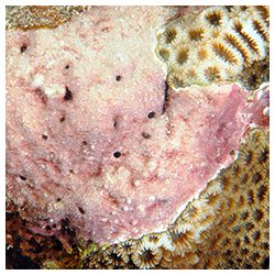 https://coralmates.criobe.pf/wp-content/uploads/2025/08/Photo1sq_Aug25-250x250.jpg