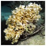 https://coralmates.criobe.pf/wp-content/uploads/2025/08/Photo1sq_Aug25b-150x150.jpg