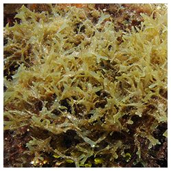 https://coralmates.criobe.pf/wp-content/uploads/2025/08/Photo2sq_Aug25b-250x250.jpg