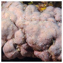 https://coralmates.criobe.pf/wp-content/uploads/2025/08/Photo3sq_Aug2025-250x250.jpg